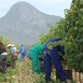 #WeeklyWineWrap: SA wine industry could add 100,000+ jobs by 2025