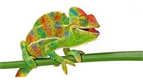 The value of chameleon workers