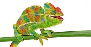 The value of chameleon workers