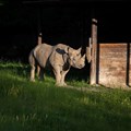 Rhino transported from Czech Republic to Tanzanian sanctuary