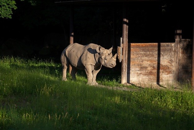 Eliska the rhino (Source: Deutsche Post DHL)