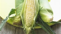 SA may not be able to import enough white maize to meet demand
