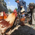 FAO calls for increased vigilance as avian influenza virus H5N1 advances