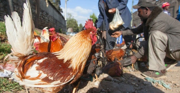 FAO calls for increased vigilance as avian influenza virus H5N1 advances