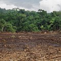 Better forest management needed for building sustainable agriculture