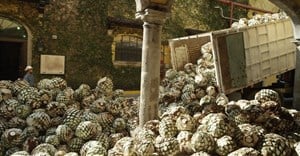 Tequila by-product for sustainable car materials