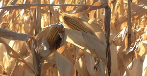 Drought leads SA to import US maize for the first time since 2004
