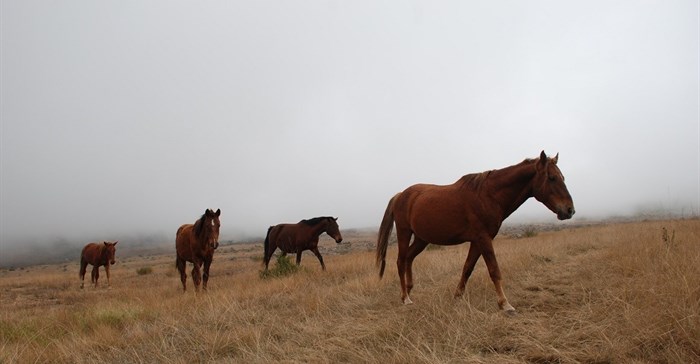 Horses of Kaapsehoop