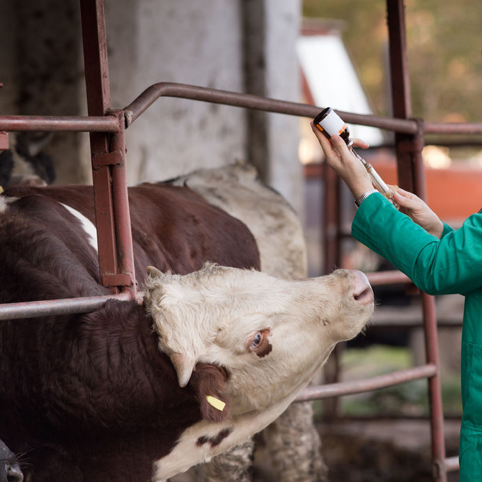 Myths and Facts: addressing the use of antibiotics in food-producing animals