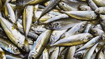 Caution urged over horse mackerel quota
