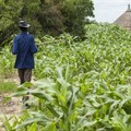 Drought in southern Africa today: a preview of what climate change could bring and how African farmers can adapt