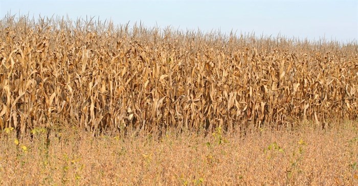 Maize crop estimate rises slightly