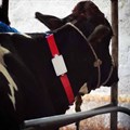 Fitbit for cows: helping dairy farms get into shape