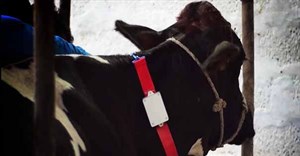 Fitbit for cows: helping dairy farms get into shape