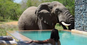 10 reasons to visit the Phinda Private Game Reserve