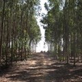 Egypt uses sewage to grow forests in the desert
