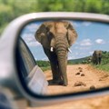 Brian Snelson via  - Addo Elephant National Park