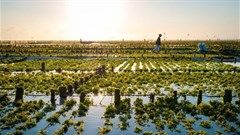 Algae may be the answer to world's food problems