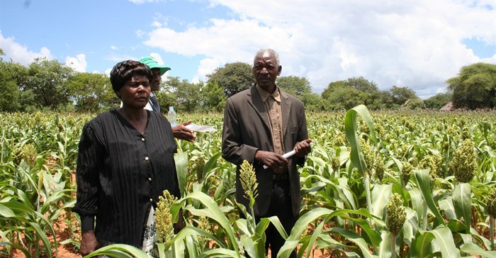 - Simnai and Phillip Tshuma, smallholder farmers from Hwange, Zimbabwe, show off their sorghum crop planted using fertilizers. Photo: Busani Bafana