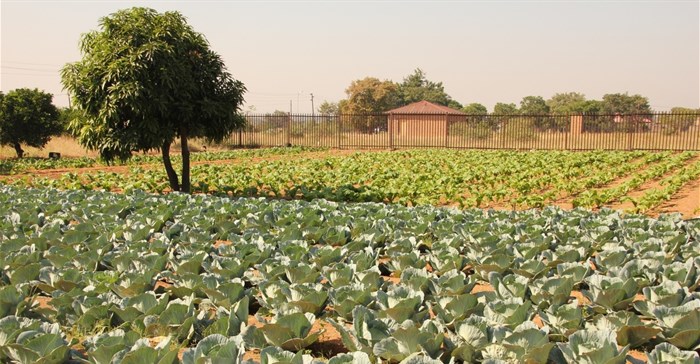 Checkers partners with Food and Trees for Africa to establish sustainable food gardens