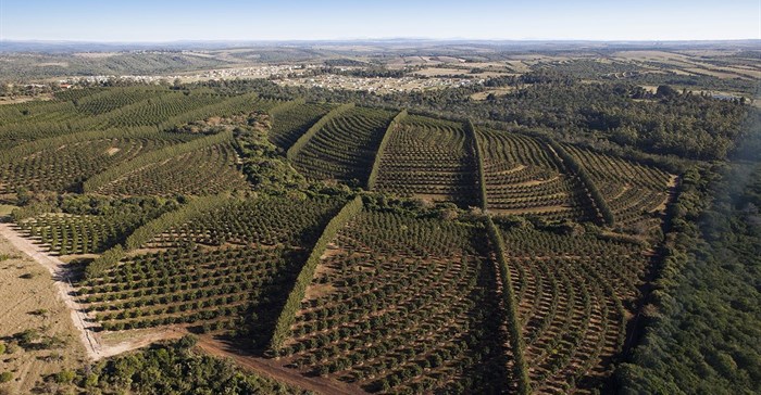 Ncera Macadamia Farming currently has 180ha planted out and employs 160 community members. Its 5-star nursery is approved by the Southern African Macadamia Growers Association and sells high qualify macadamia trees.