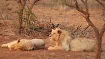 New lion blood line introduced in iSimangaliso Wetland Park