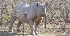 Rhino horn and conservation: to trade or not to trade, that is the question