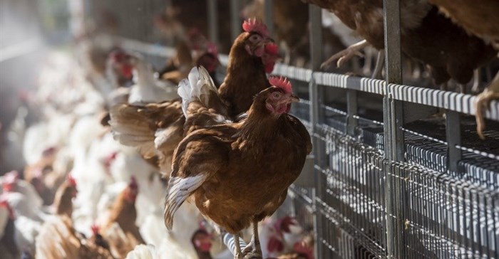 Compass Group commits to cage-free eggs only in global supply chain