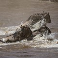 Wildebeest crossing the Mara River in Kenya's Masai Mara National Reserve. Image: Stuart Price