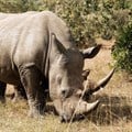 #CITES: New plan to prioritise rhino population