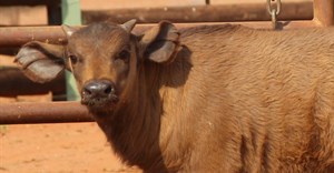 #InnovationMonth: Cape buffalo conceived through IVF