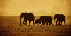 Stop the slaughter of African elephants by banning the ivory trade for good