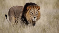 Conservation trumps commerce at CITES CoP17 - IFAW