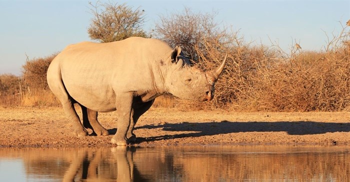 The ban on rhino horn sales leaves open the question of conservation funding