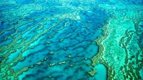 Barrier Reef report card paints bleak picture