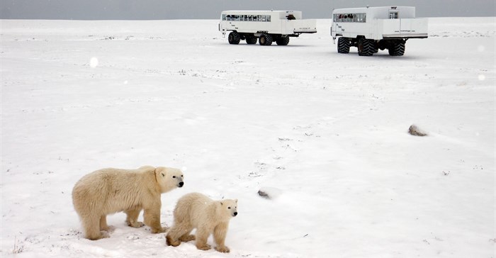 Canada, Manitoba Churchill Polar Bear truck operator