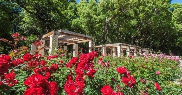 A budding summer sees Vergelegen rose garden go on display