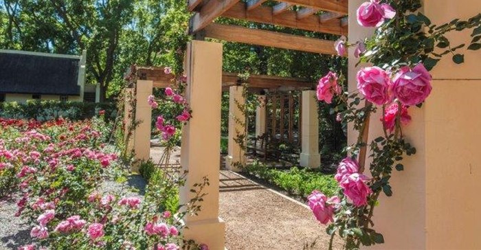 A budding summer sees Vergelegen rose garden go on display
