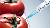 Nigerian government enforces prohibition of GM foods