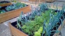 Ten top urban planting tips