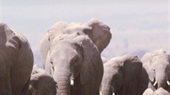 Amarula launches online campaign against elephant poaching