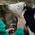 More research needed to mitigate farm-driven antimicrobial resistance