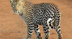 South African documentary on Caucasian Leopard airs on Nat Geo Wild in December