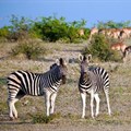 Ten reasons why you should visit the Mashatu Game Reserve