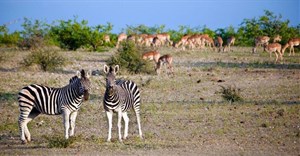 Ten reasons why you should visit the Mashatu Game Reserve