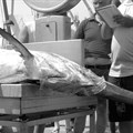 Catch quota to protect Mediterranean swordfish