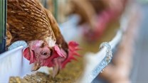 Good news and bad for local poultry industry