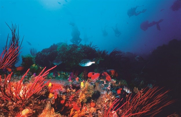 Scuba dive along the Nelson Mandela Bay reefs.