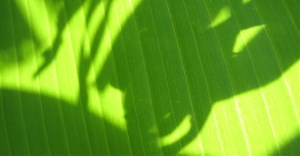 A smart 'switch' in photosynthesis holds lessons for solar technology