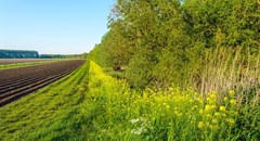 Mainstreaming biodiversity to create sustainable agriculture